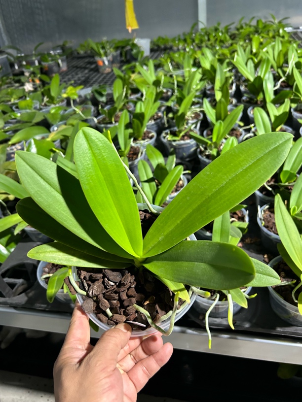 蓝星蝴蝶兰台湾原生花期长4.5寸苗