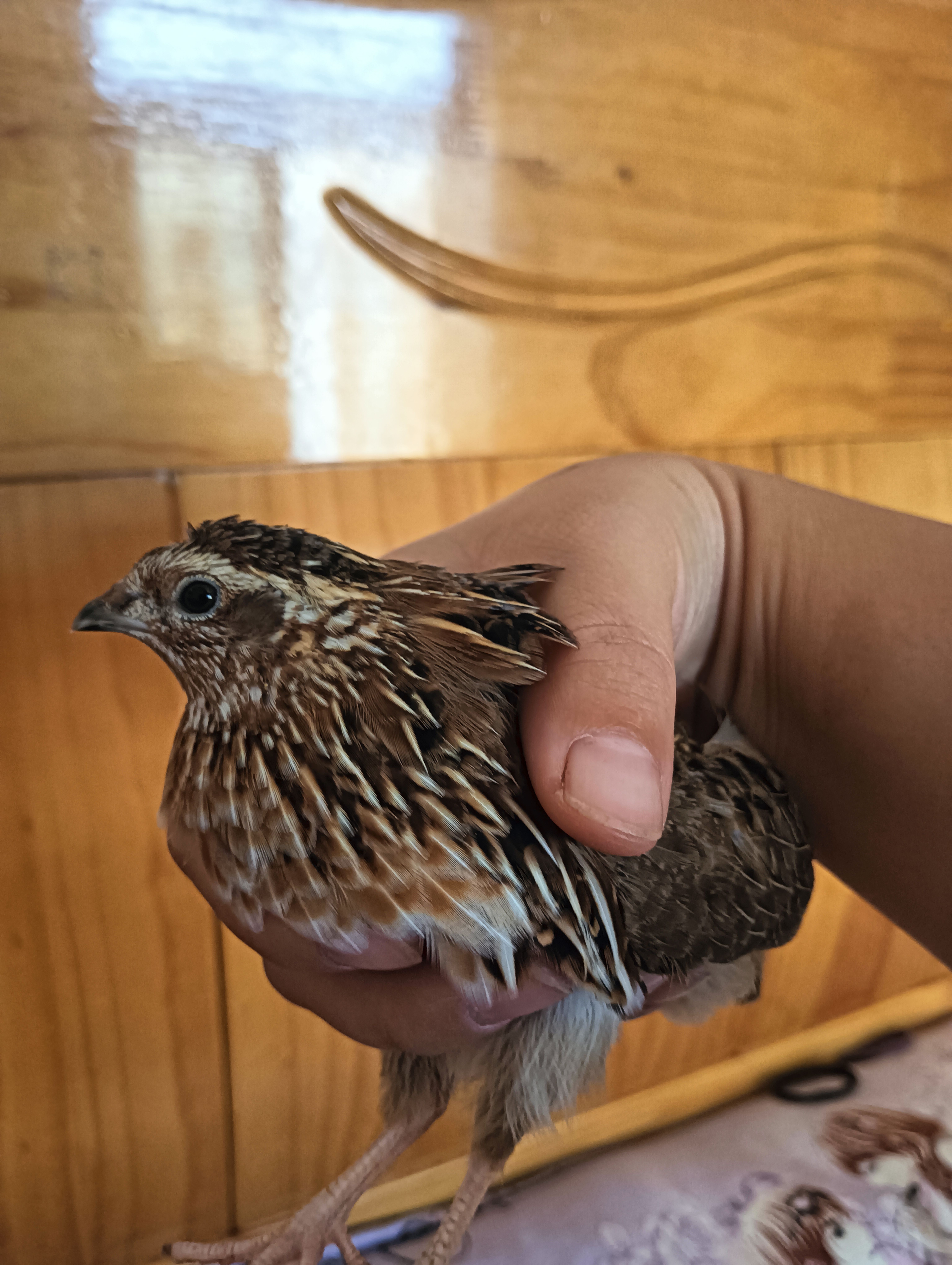 5号鹌鹑人工养殖鹌鹑 直播间所见及所得