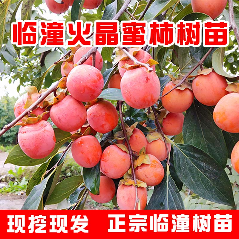 【火晶火罐】一物一拍陕西临潼火晶小蜜柿，火晶柿子，火晶软柿子树苗