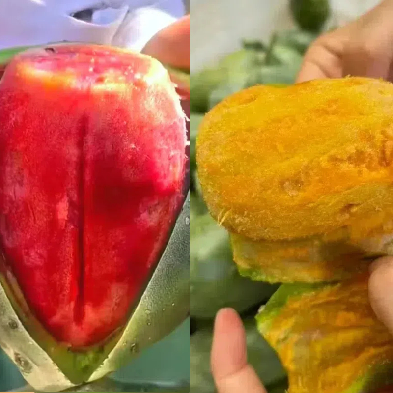 云钻 宝塔 滇红 梨果仙人掌各一片