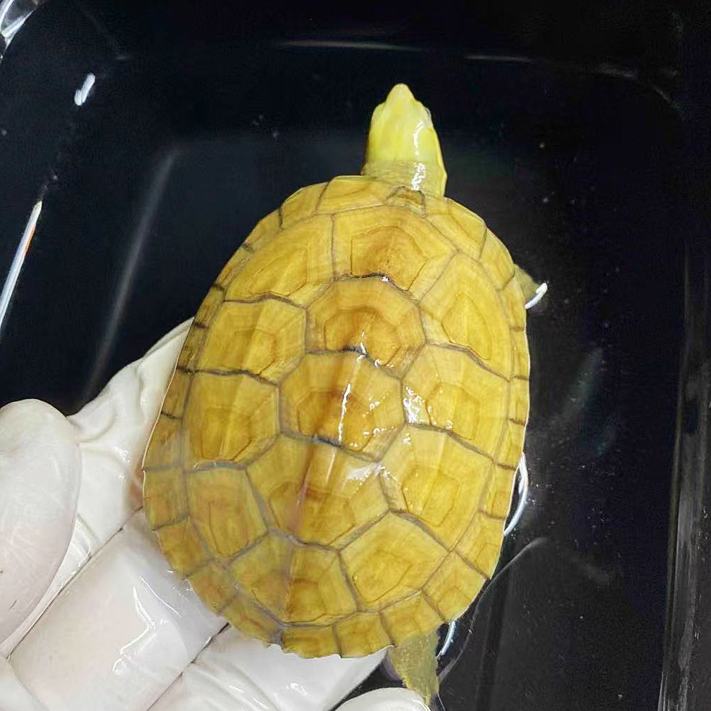 【直播精选】皖南三黄小青龟北石龟互动呆萌笑脸观赏宠物活体小乌龟