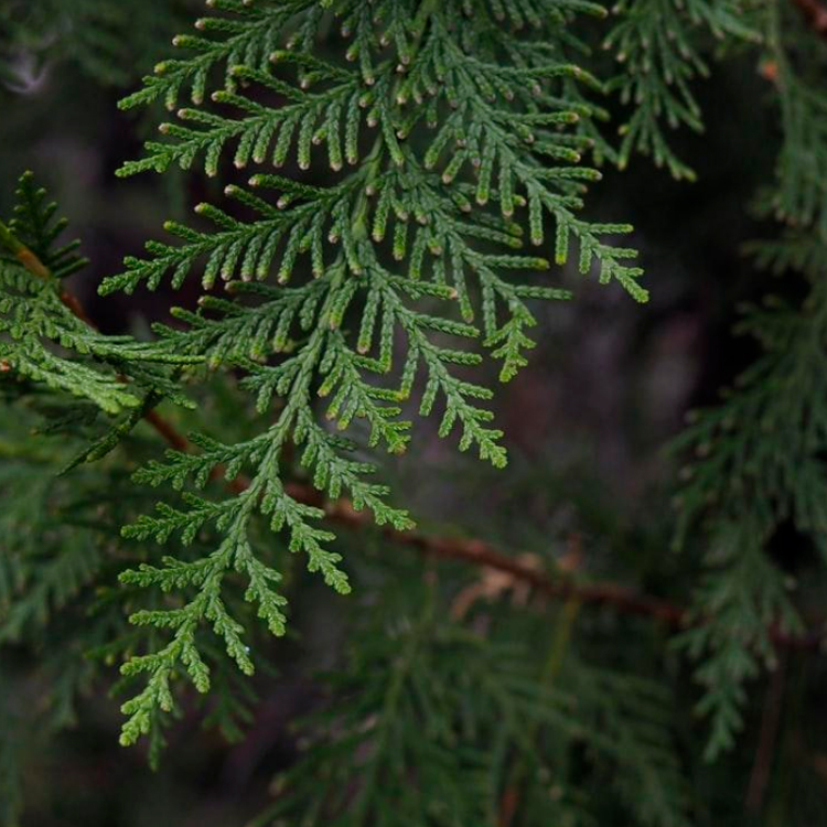 黄金丝柏精油单方