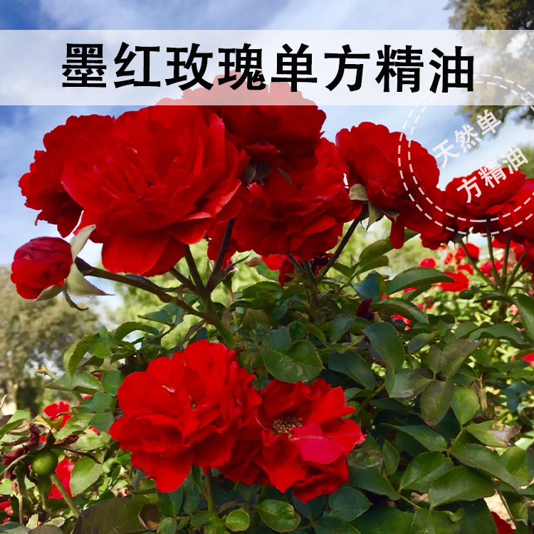 印度墨红玫瑰单方精油