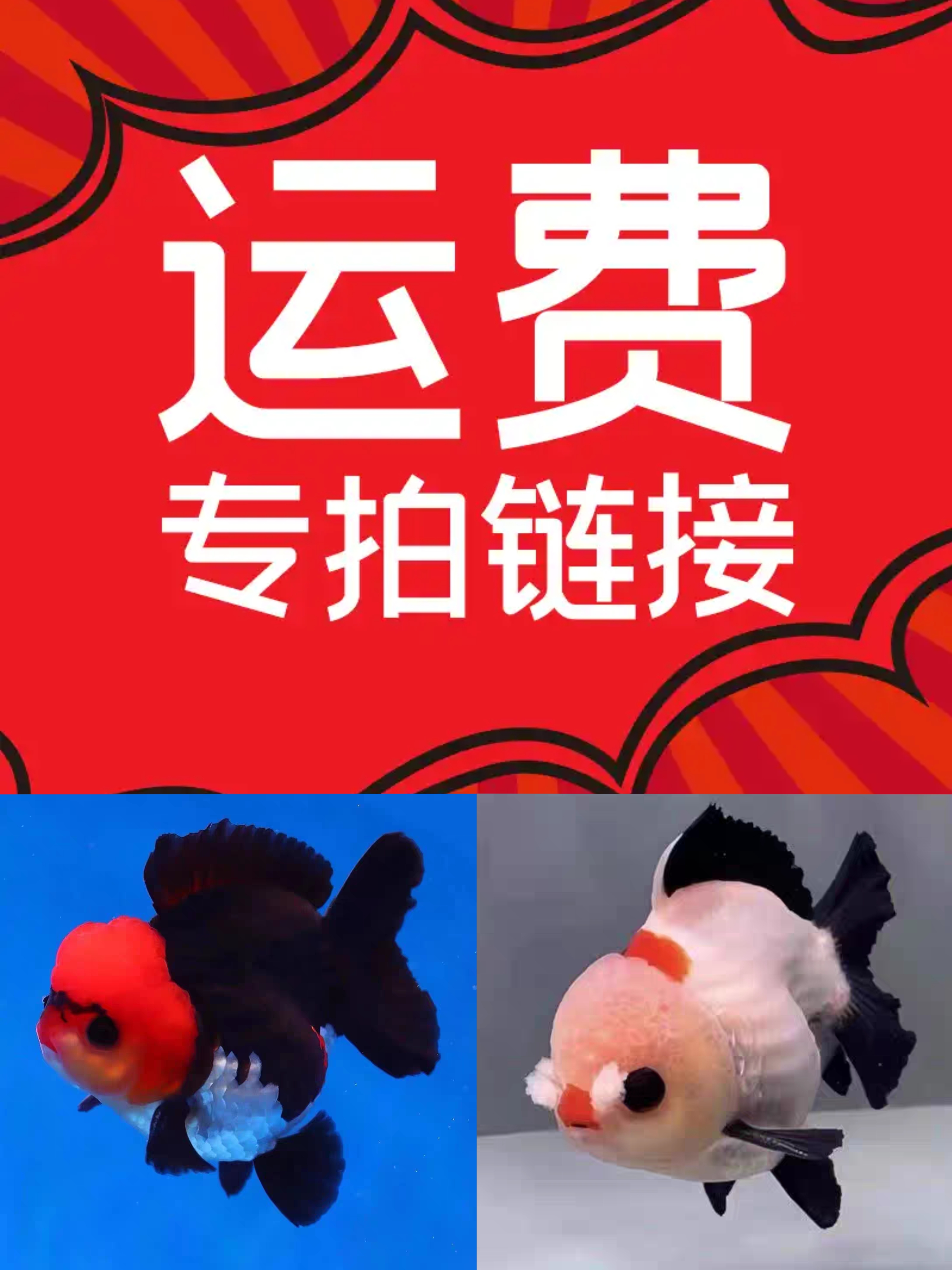 【京东快递运费】随直播商品一起拍下 发货不退玛丽泰狮练手鱼
