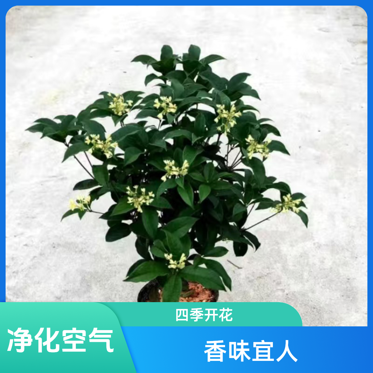 四季桂花树月月桂（五年苗）开花带香味阳台庭院室内外好养花卉绿植