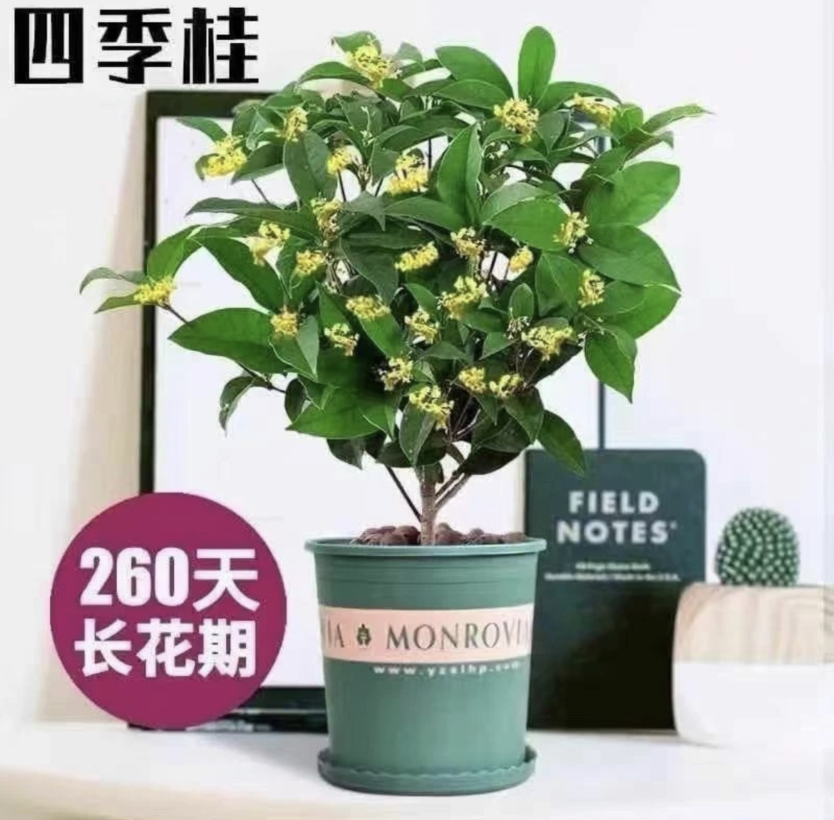 四季桂花树月月桂（四年苗）开花带香味阳台庭院室内外好养花卉绿植