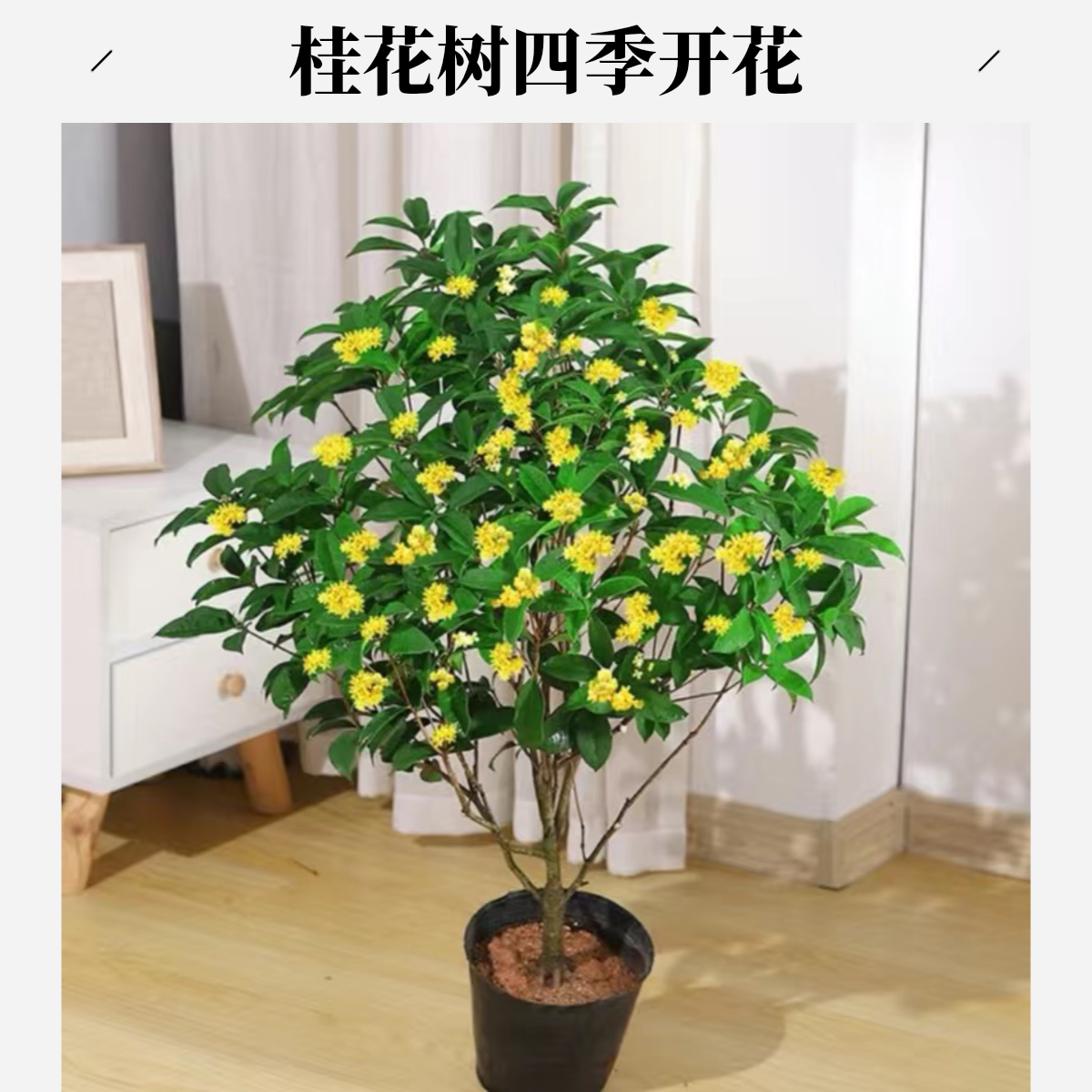 一物一拍好养易活四季桂花开花带香味阳台庭院室内外好养植物
