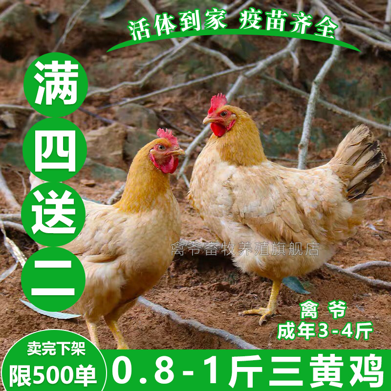 1斤母鸡公鸡三黄鸡烟活体幼苗4正宗古典蛋鸡鸡只发货鸡苗到手霞