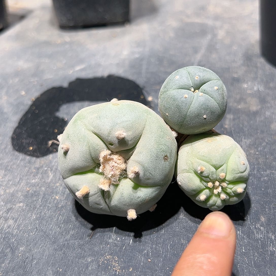 99三个 特惠组 乌翠缀