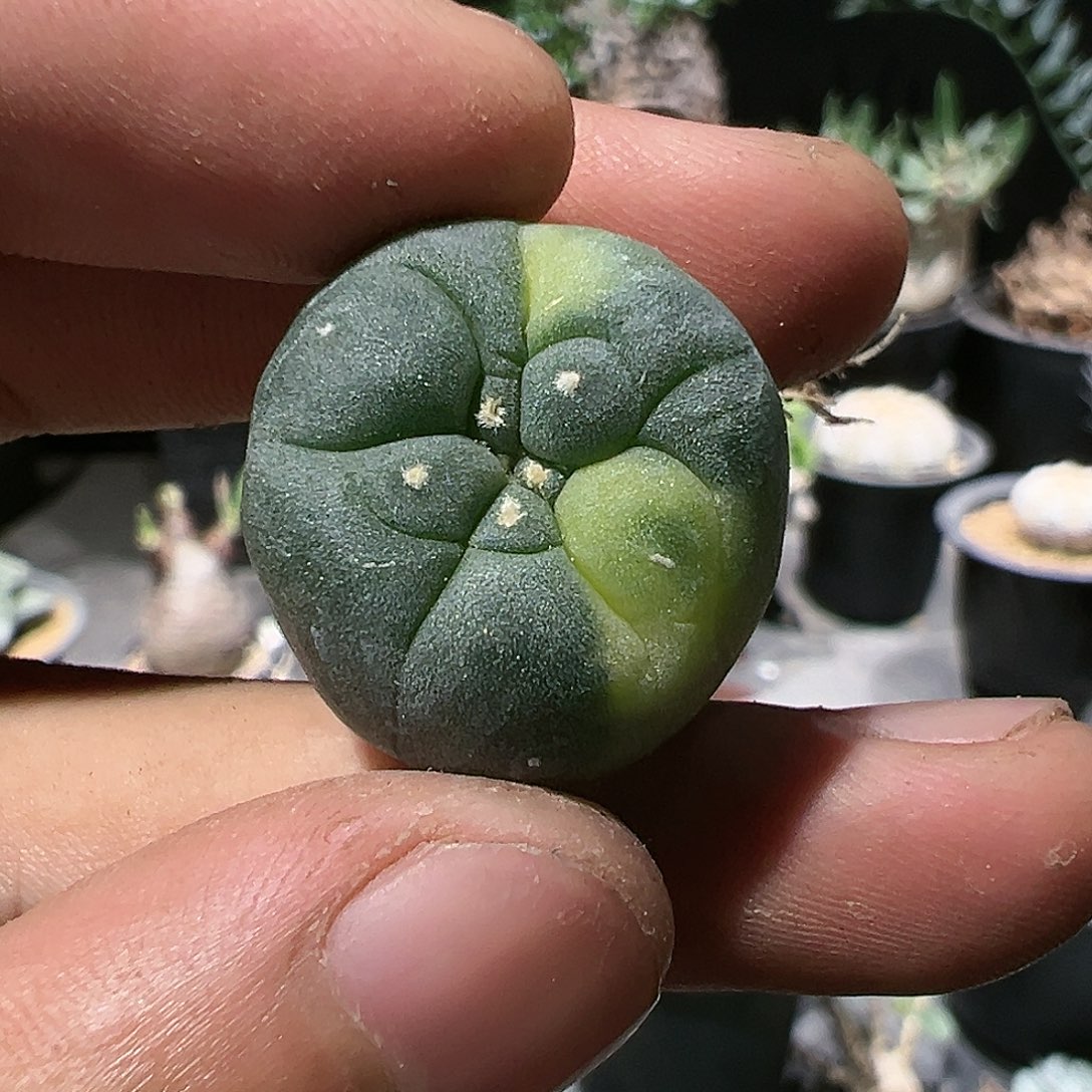 实生银锦 仙人球
