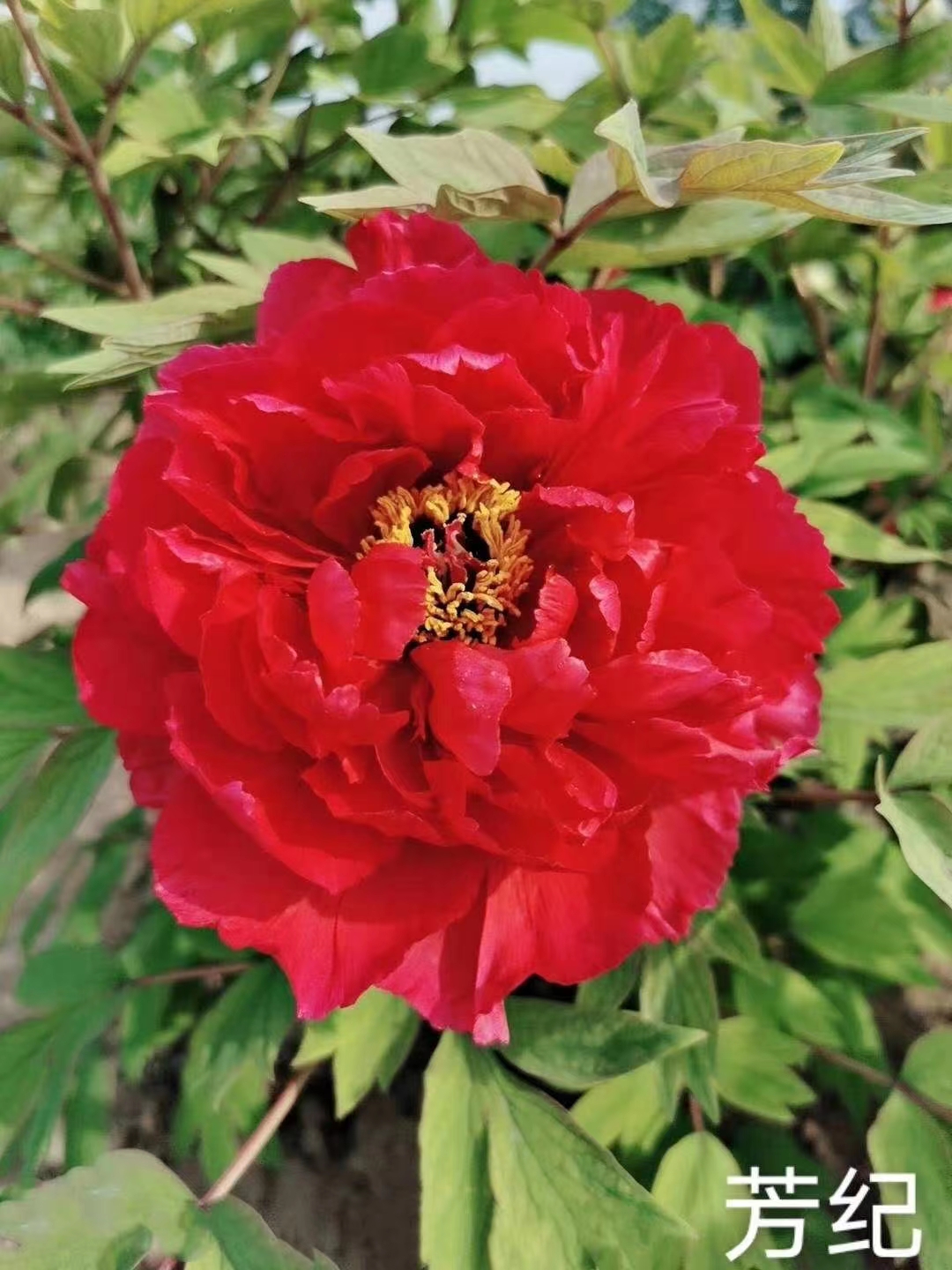 精品观赏重瓣牡丹（芳纪）