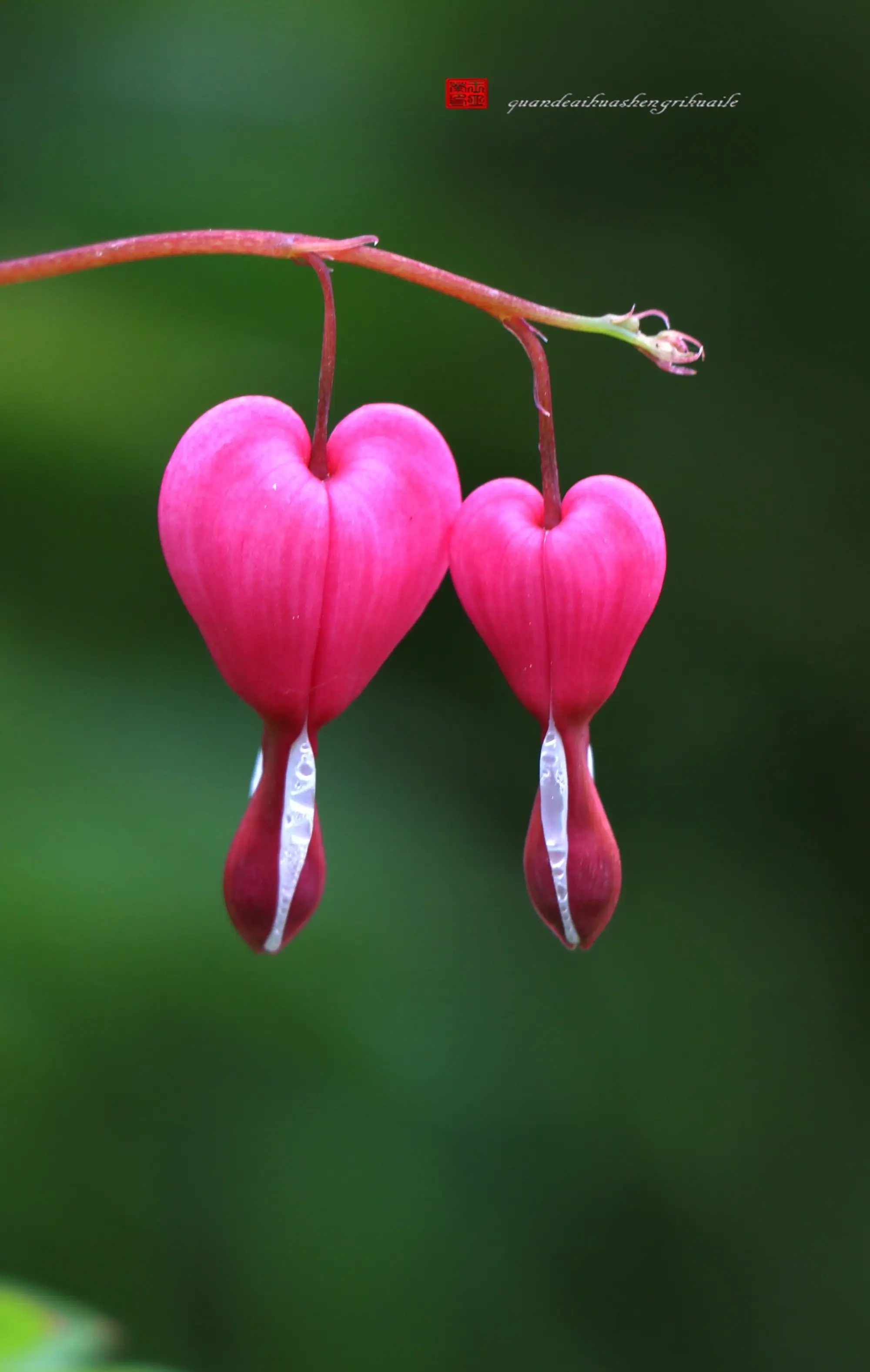 精品观赏荷包牡丹