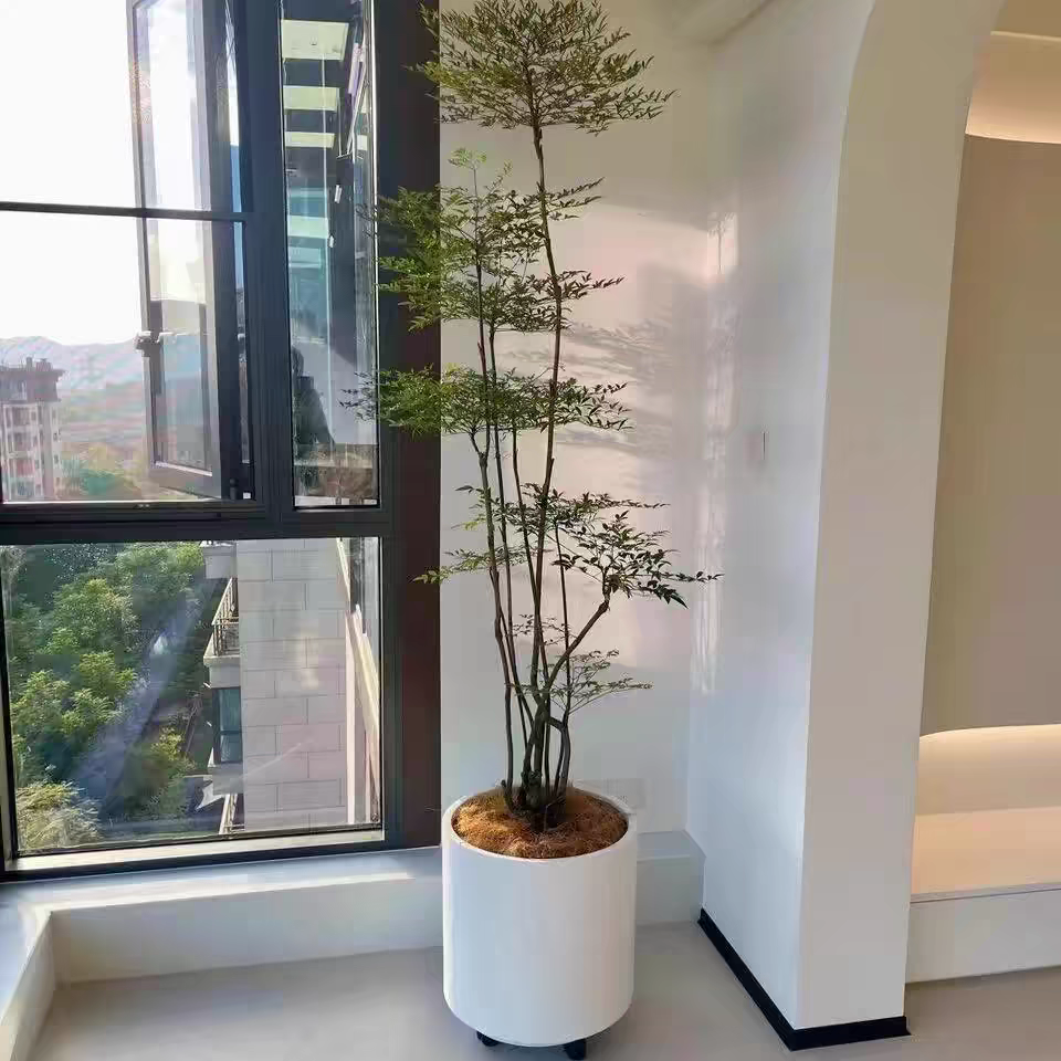 南天竹树苗火焰盆栽水养水培老桩绿植红叶植物观叶室内庭院耐寒