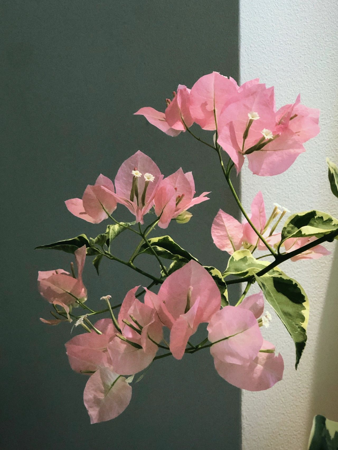 腊染粉-三角梅，四季开花，勤花品种