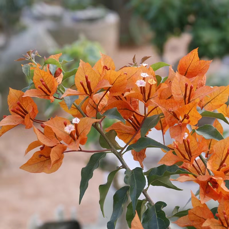 红桑巴、橙桑巴 三角梅爬藤绿植绿植四季勤花