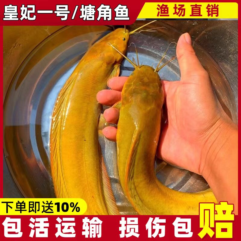 皇妃一号 塘角鱼 宠物好养