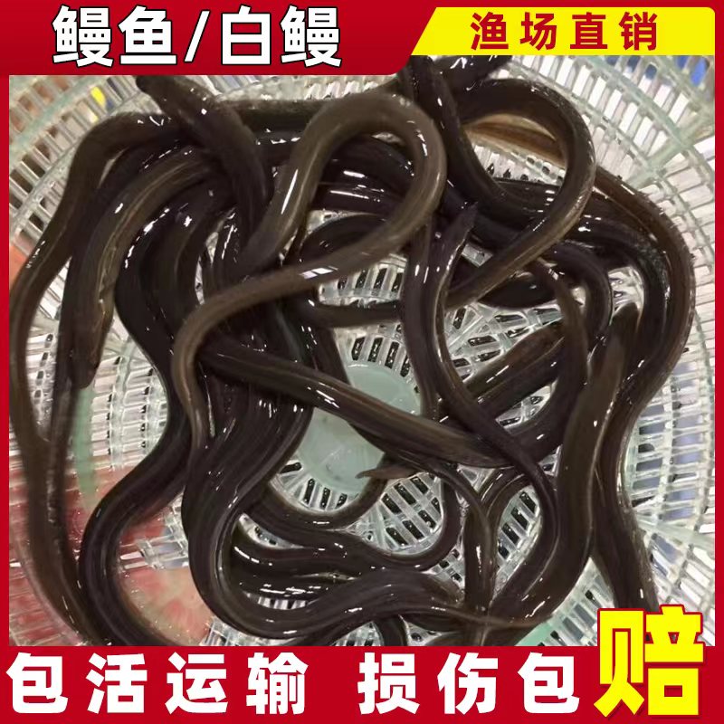 观赏鱼原生鱼鳗鱼白鳝鱼淡水河鳗
