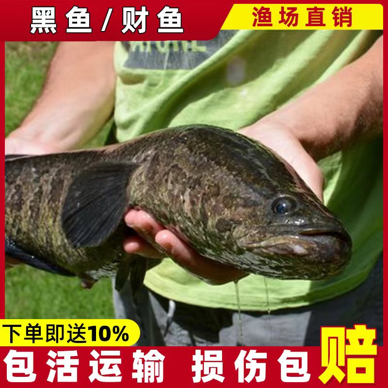 黑鱼 乌鱼 生鱼 财鱼 蛇鱼 火头鱼观赏宠物活体