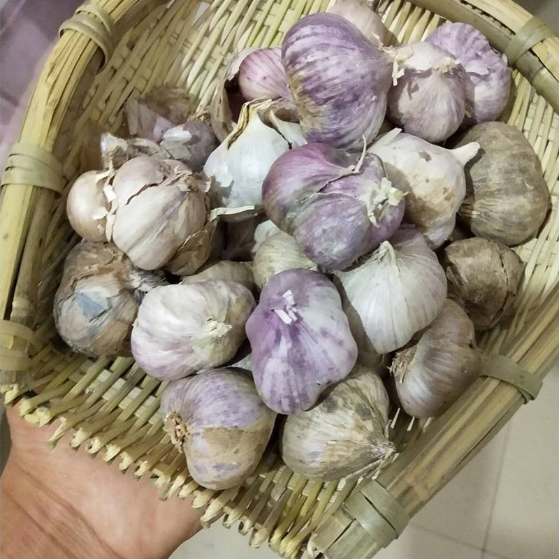 云南紫皮大蒜头新鲜三瓣红蒜干蒜多瓣湿大蒜三丫助农产品吃货自种