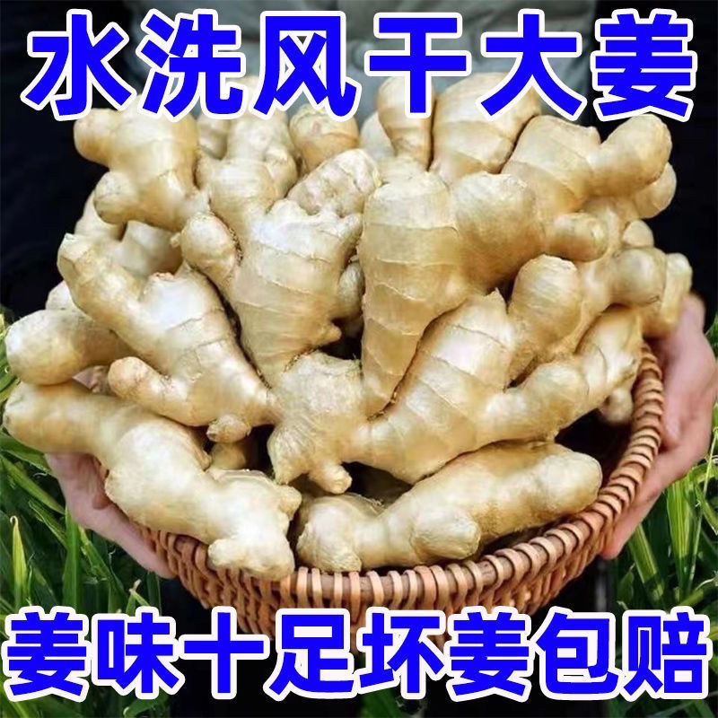 生姜批发新鲜山东大姜月子姜农家老姜土姜批发现挖现发批发颗特产