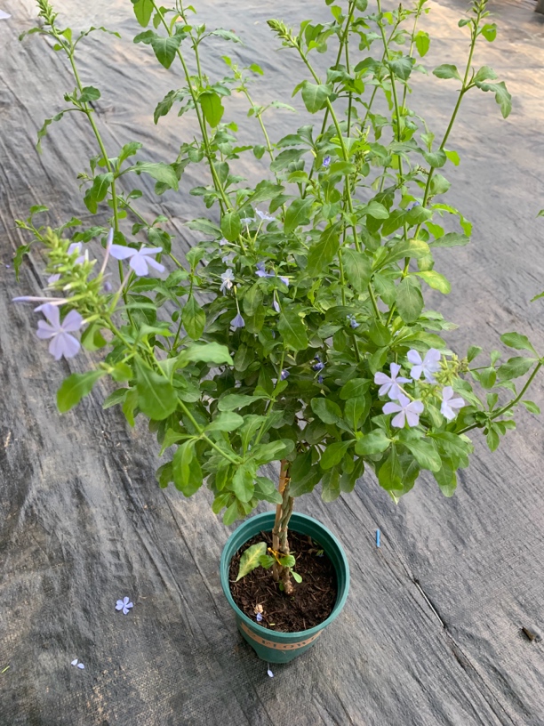 棒棒糖蓝雪花带盆四季花卉运输掉叶掉土介意勿拍