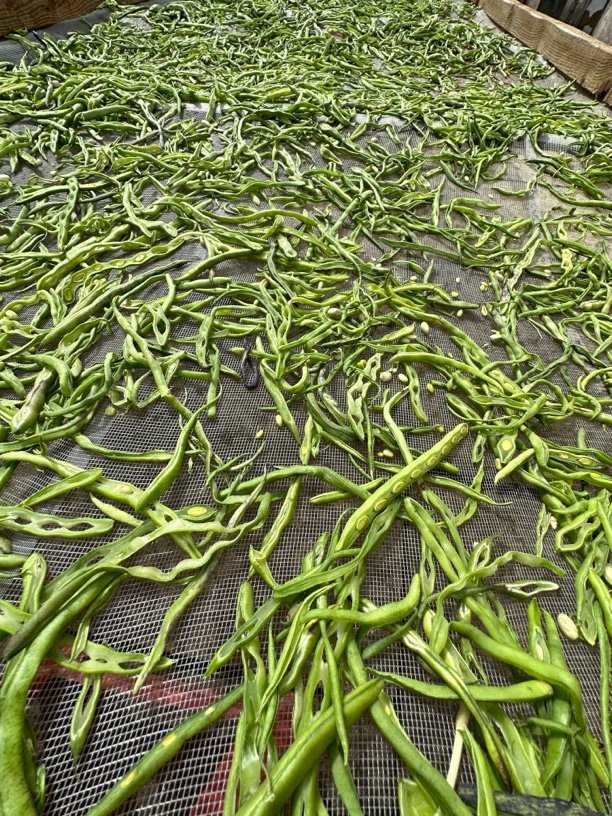 东北干豆角丝500克顺丰包邮