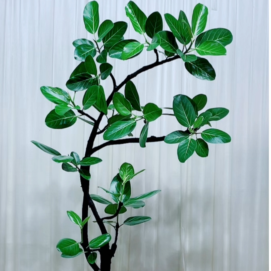 高山榕孟加拉榕独特造型鲜活绿植，乔迁绿植