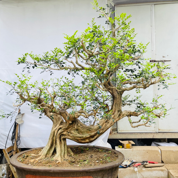 九里香 米兰 罗汉松 紫薇 红果 直播间一物一拍！绿植 岭南盆景