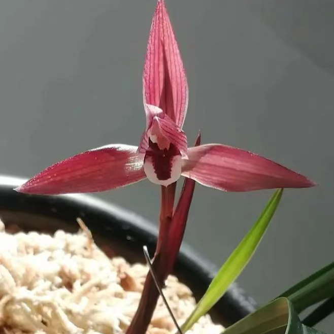 精品兰花直播间一物一拍10-100