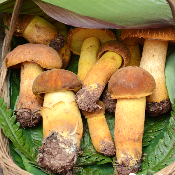 野生【黄赖头牛肝菌】云南高原新鲜菌菇顺丰空运1斤包邮