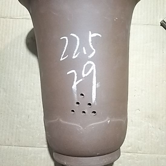 紫砂20CM（含）-50CM（不含）莲花金钟微瑕一个