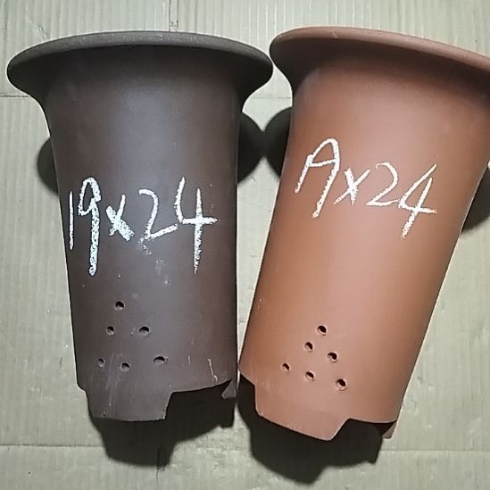 紫砂20CM（含）-50CM（不含）大红大紫兰花两个微瑕