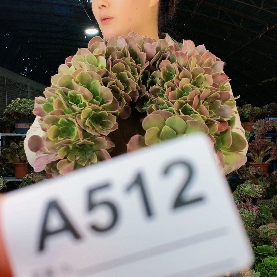 啊啊啊啊啊啊啊啊512