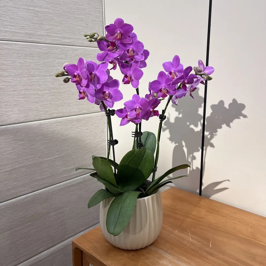 《兄弟精灵》蝴蝶兰盆栽 室内送礼 带花带苞发货