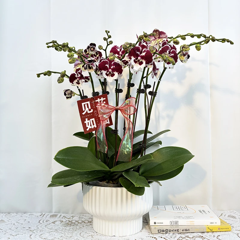 《一千零一夜》不同花色蝴蝶兰花型特别好养活室内花卉盆栽