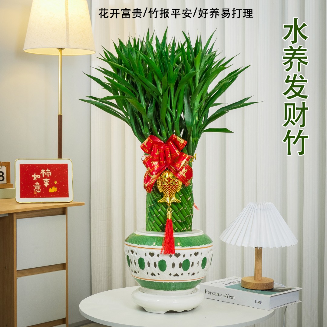 植物发货水养鲜活发财竹绿植开业观叶富贵竹生长室内放办公室客厅