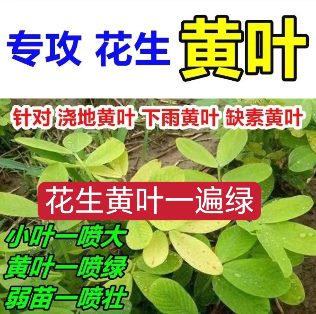 花生黄叶一遍绿专攻花生黄叶