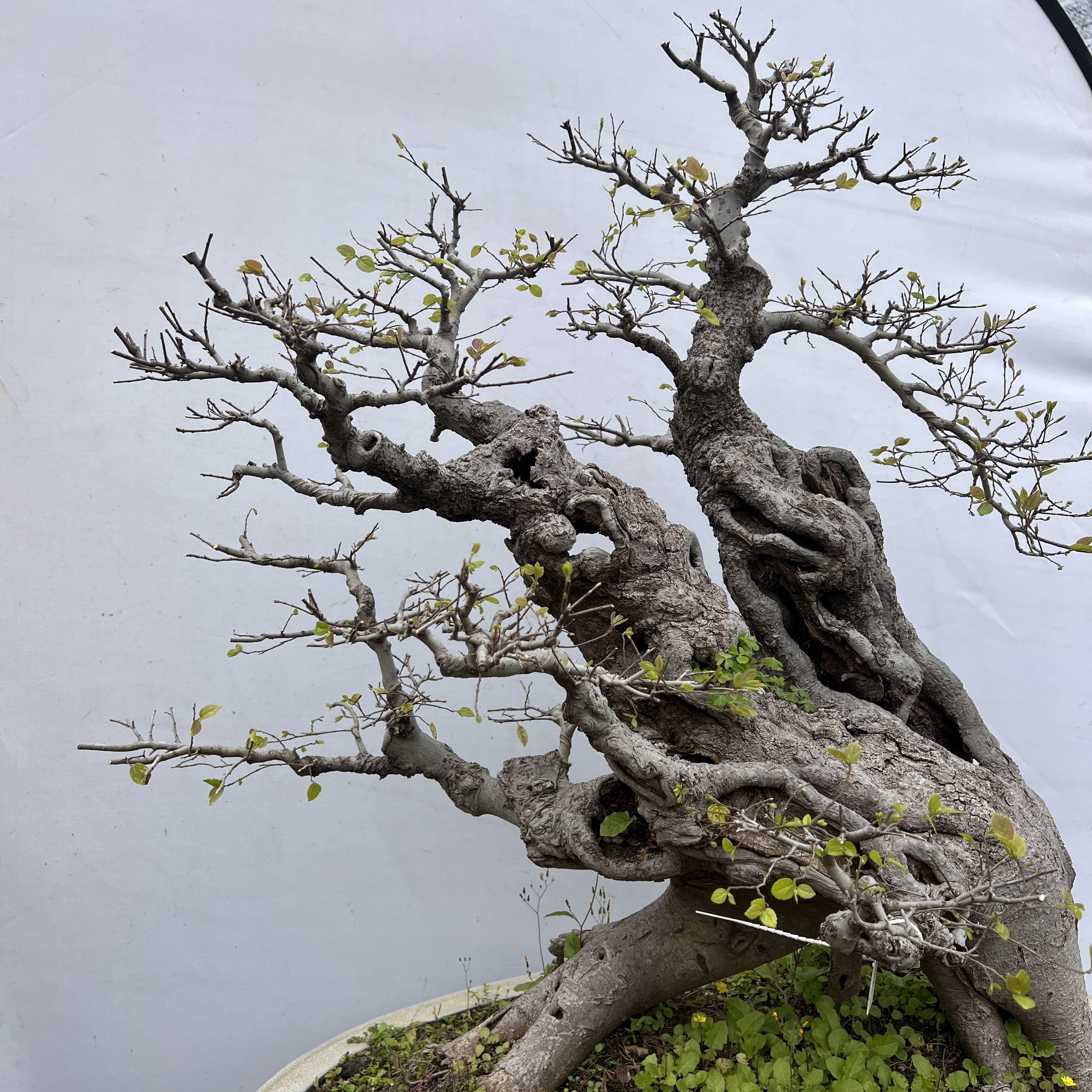 栀子花朴树九里香庭院景观一物一拍，