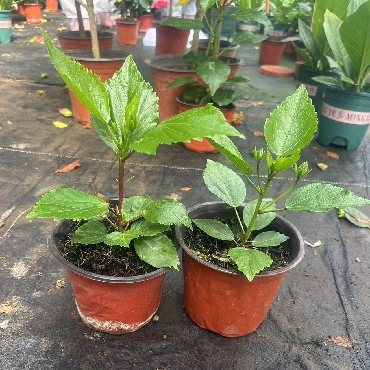 福利丹麦木槿小苗带花苞四季开花原盆原土独杆苗颗做棒棒糖型