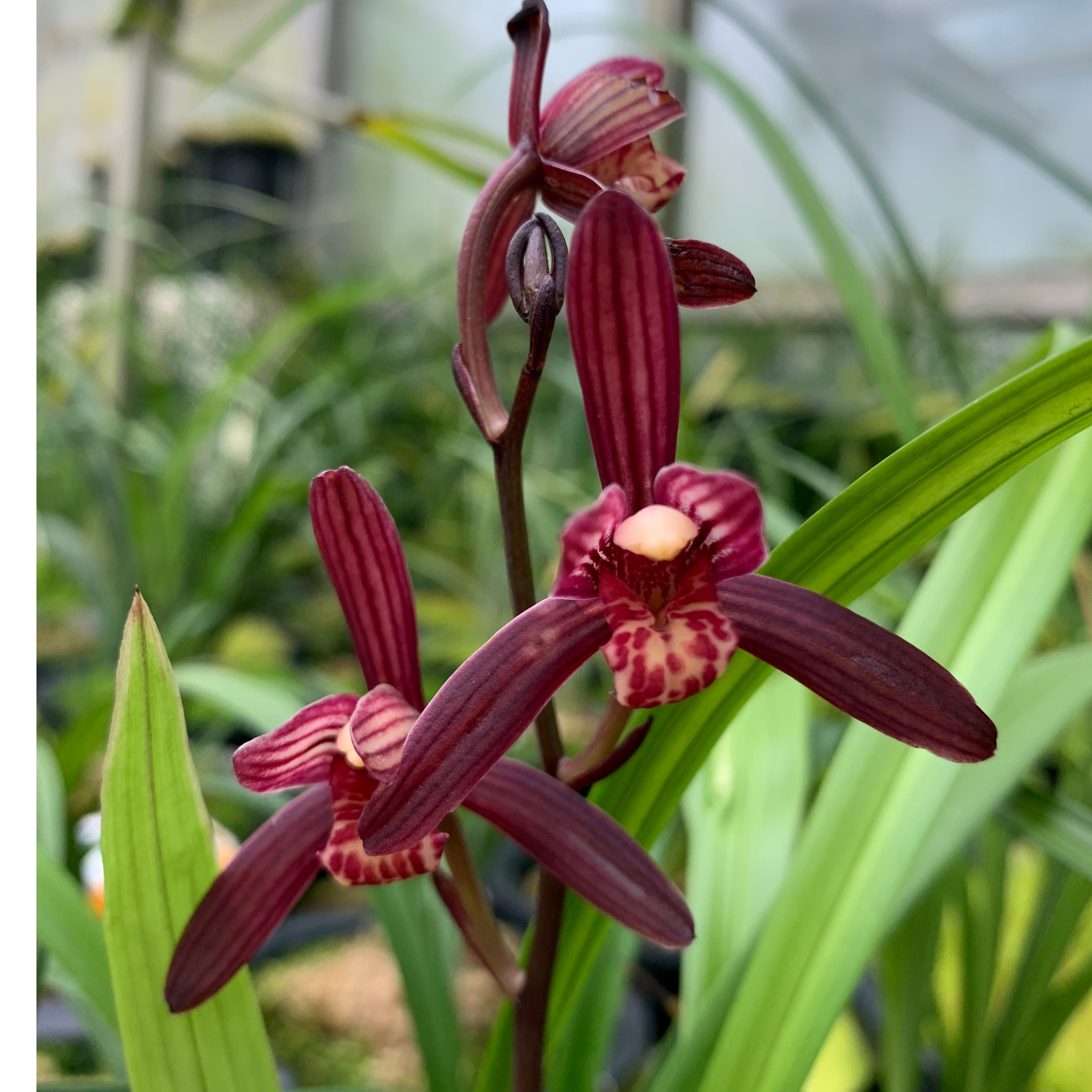 逸品兰园建兰铭品：墨宝庭院阳台绿植美观趣味盆栽花卉花苗夏季