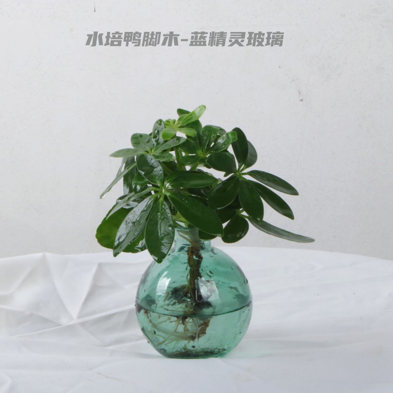 【喜半阴】鸭脚木盆栽办公室内植物八方来招财绿植客厅桌面七叶莲