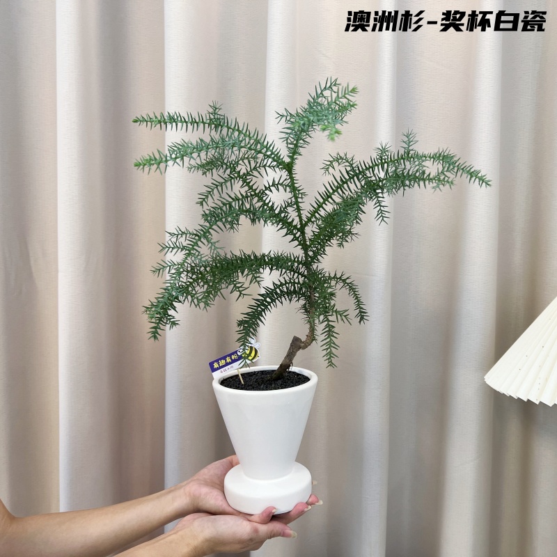 澳洲杉 北欧ins风不老松桌面办公室绿植好养活室内真盆栽植物四季
