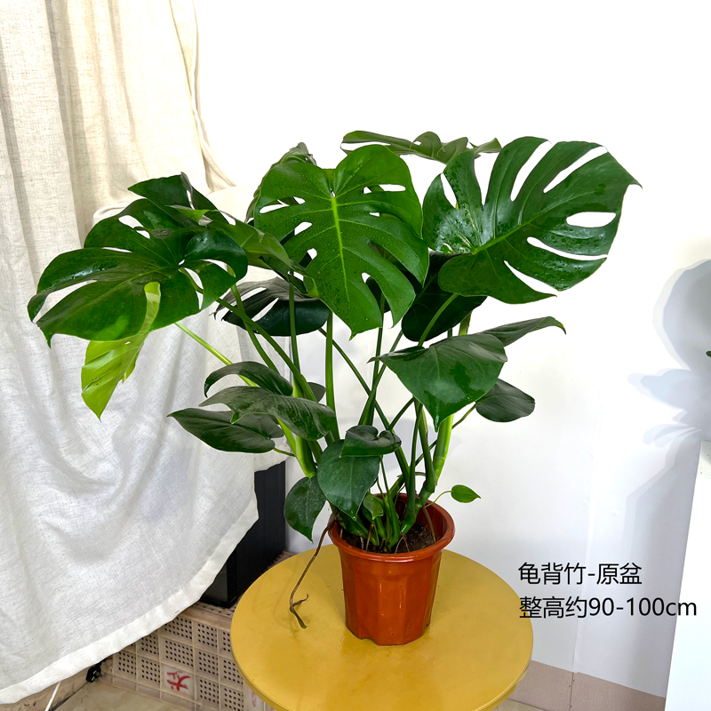 龟背竹室内大型落地盆栽客厅旺宅吸甲醛新房绿植北欧网红大叶植物
