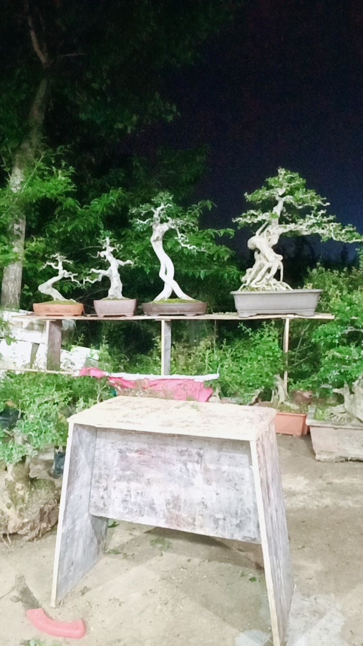 湖湖北京山对节白蜡直播间下单链接