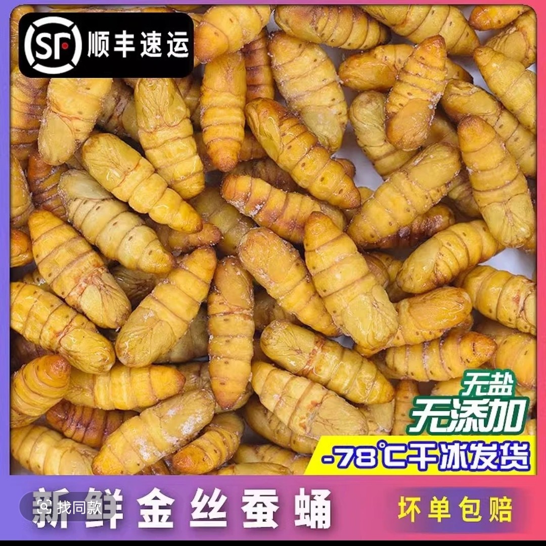 速冻蚕蛹新鲜金丝蛹山东特产美味营养丰富