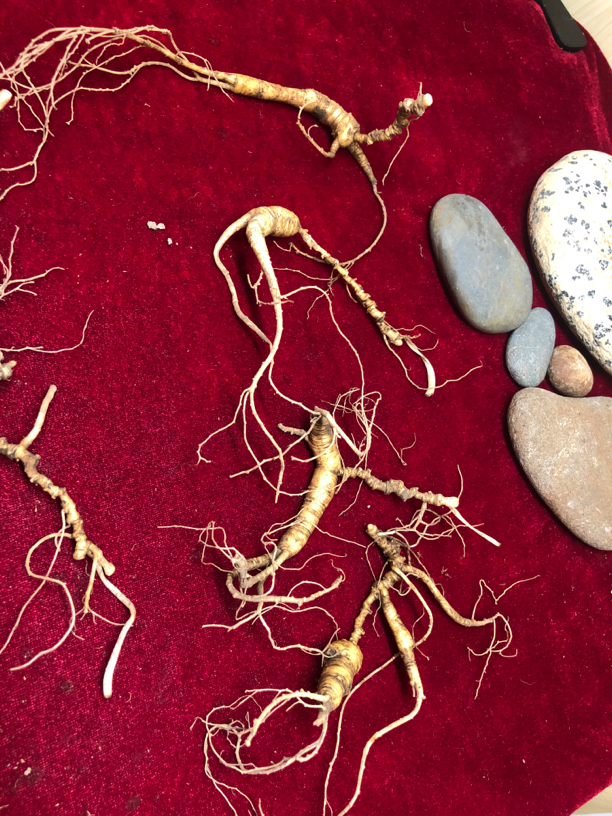 长白山高龄人参 野播籽 飞子