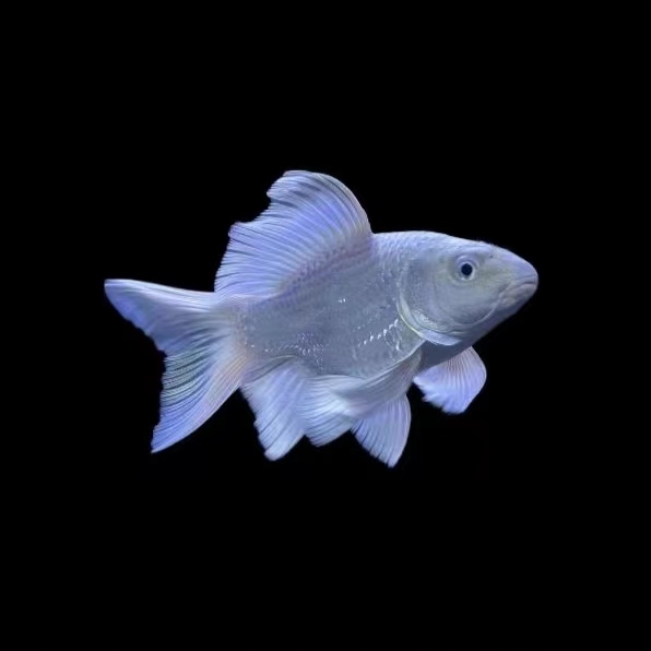 精品短身  普短  普身蝴蝶鲤  活体观赏鱼  