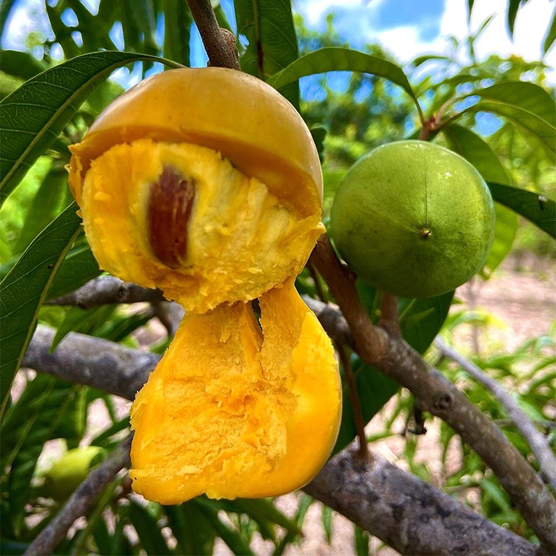 【顺丰包邮】台湾耀堂仙桃/鸡蛋果/台湾寿桃苗/四季开花结果