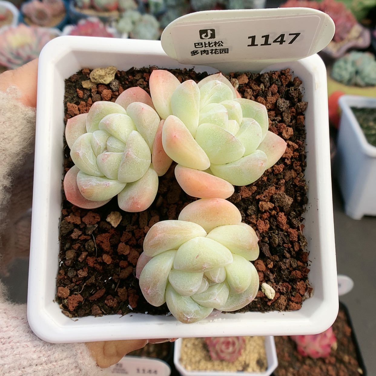 【闪购商品】1147三头奶油冰玉