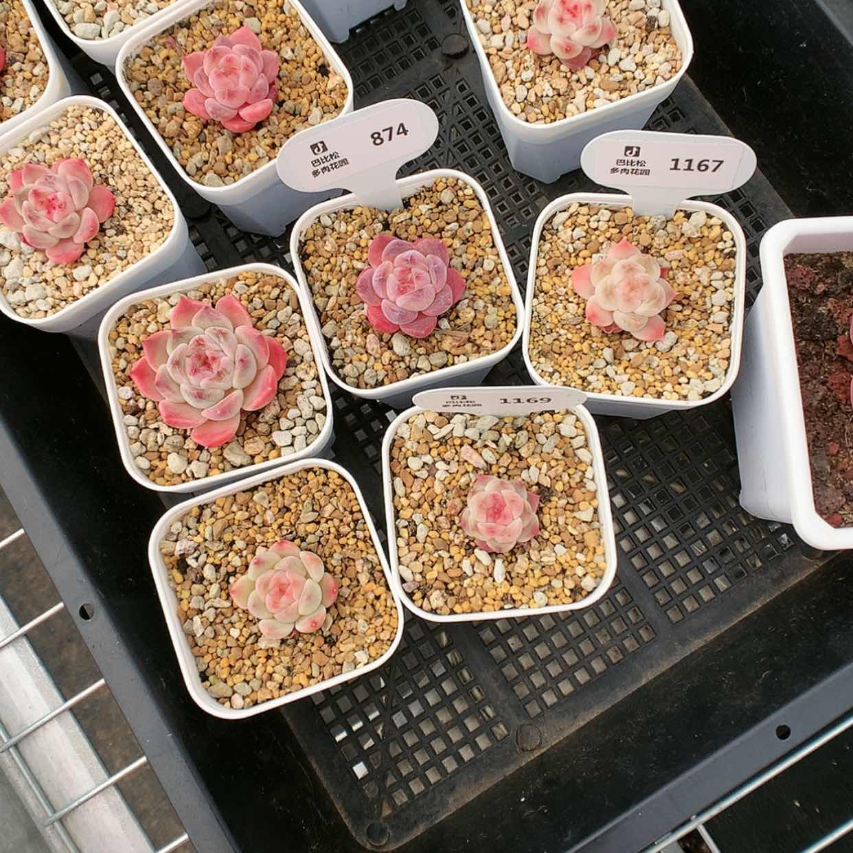 【闪购商品】t***n1169冰魄